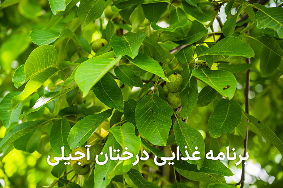 برنامه غذایی درختان آجیلی